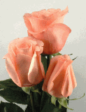 Marlisse 75 Long Roses
